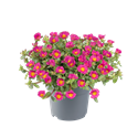 Bild von Ej Portulaca P19 Fuchsia